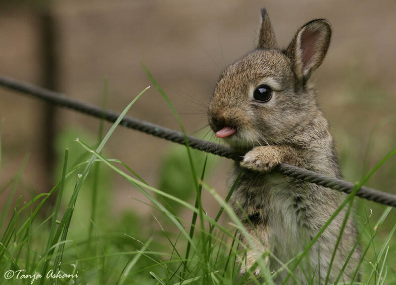 Baby rabbit licking wire