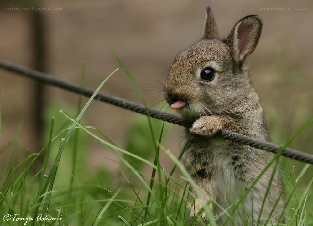 Baby rabbit licking wire
