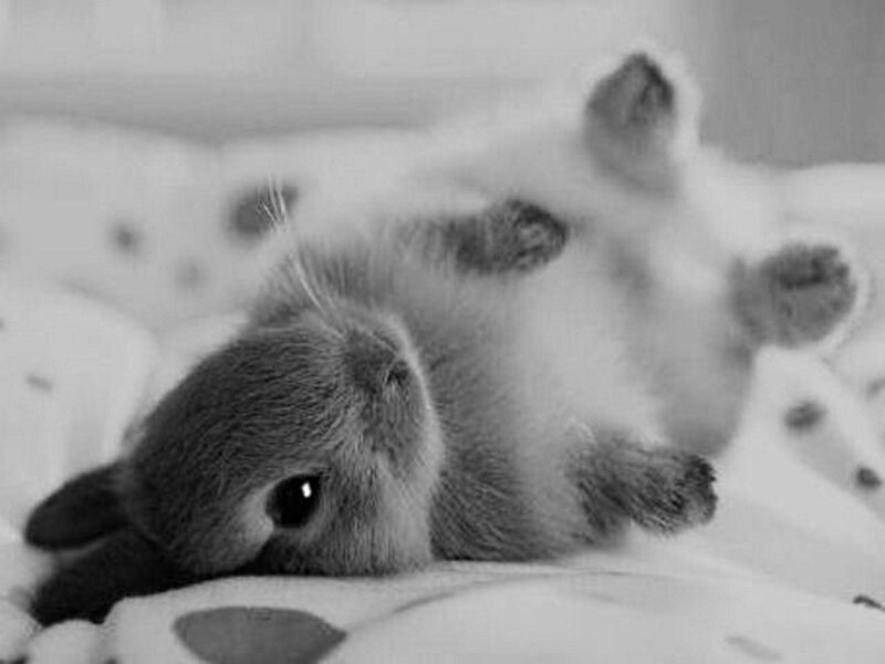 Baby Rabbit Lying Down