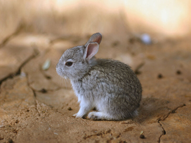 Baby Rabbit on Dirt