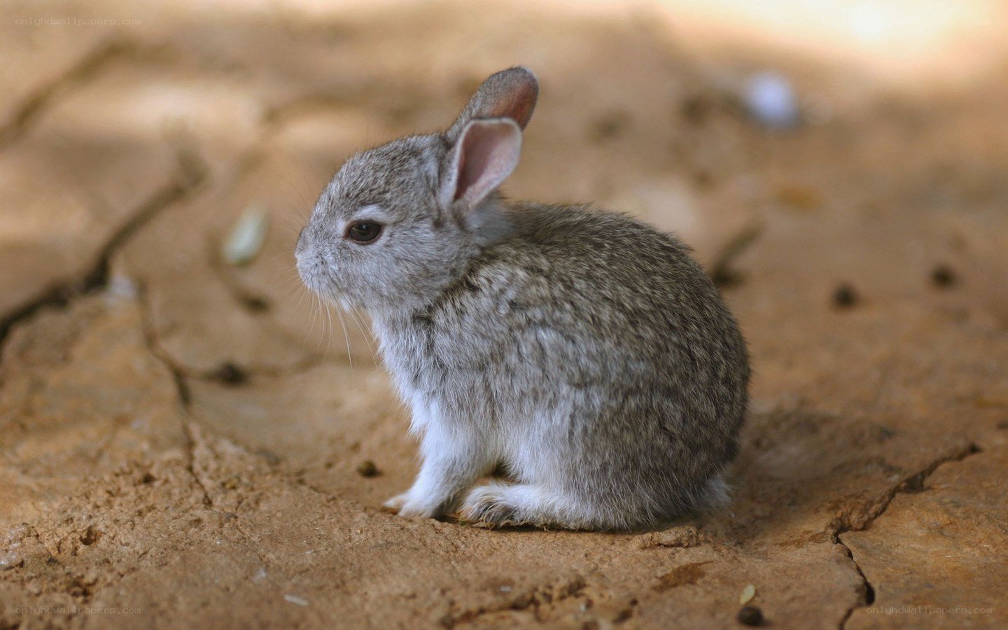 Baby rabbit on dry ground