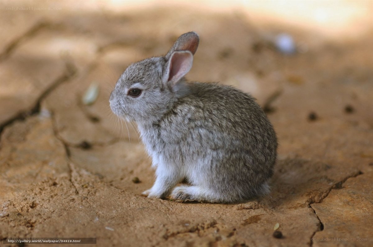 Baby rabbit on dry ground