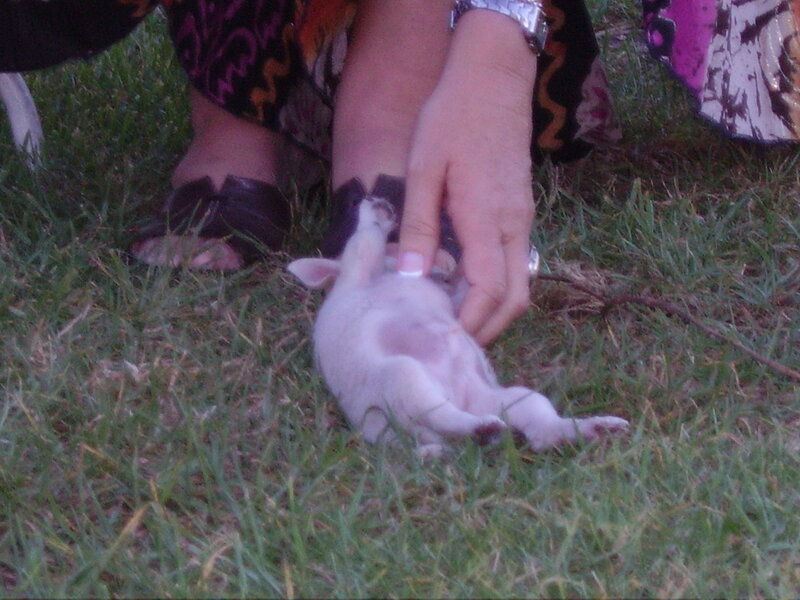 Baby Rabbit on Grass