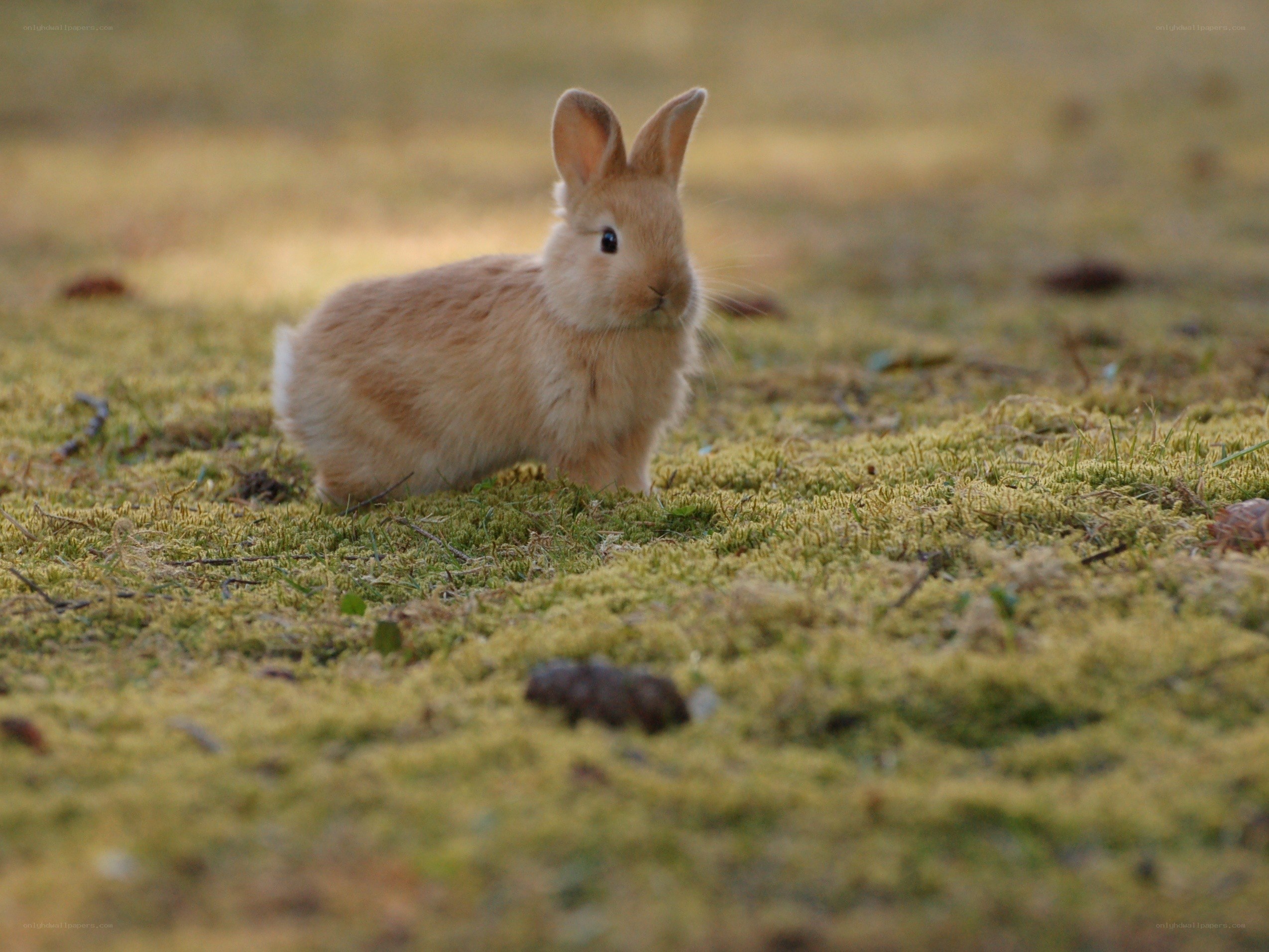Baby rabbit on mossy ground