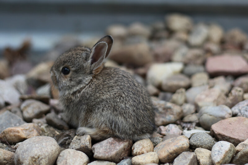 Baby rabbit on pebbles