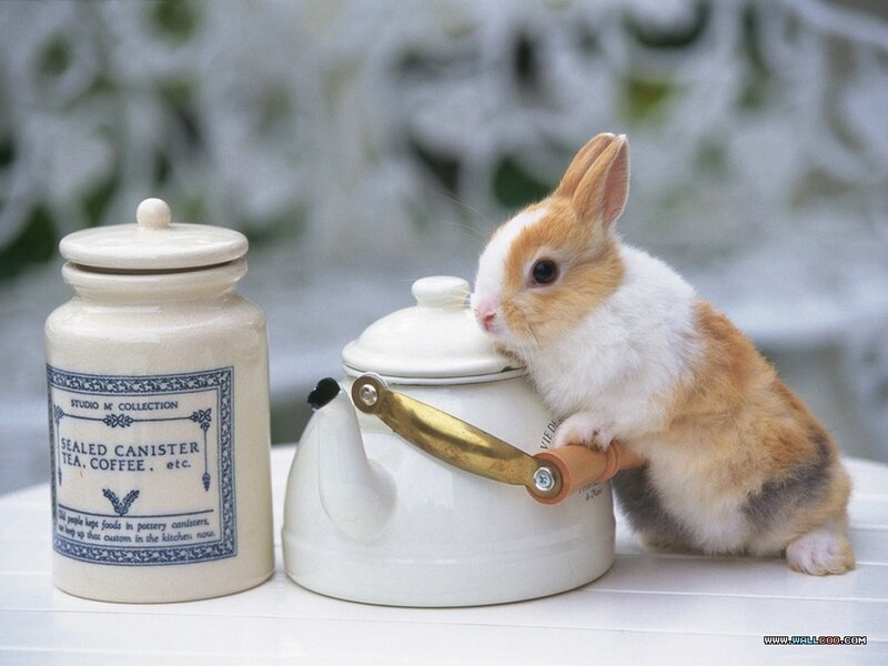Baby Rabbit with Teapot