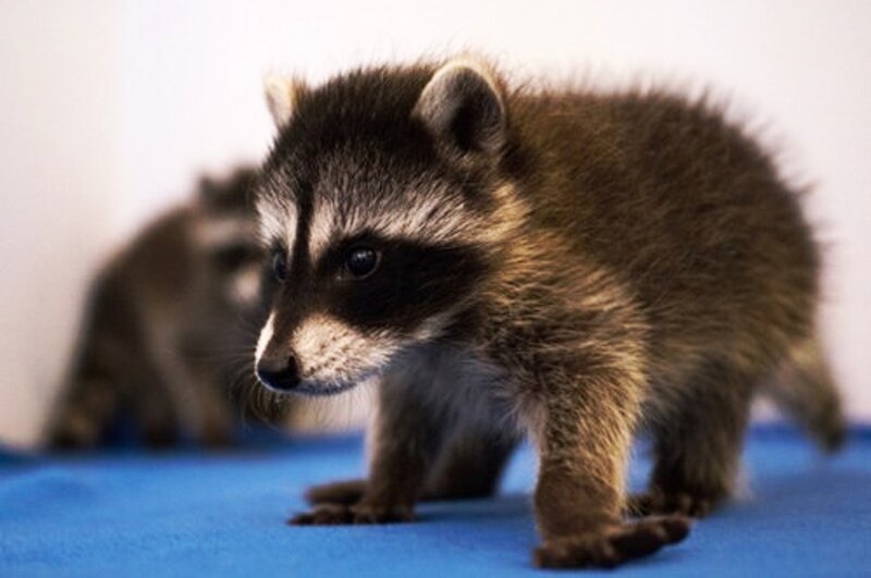 Baby Raccoon Standing