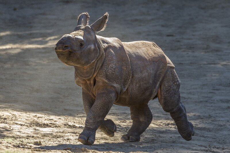 Baby rhino running