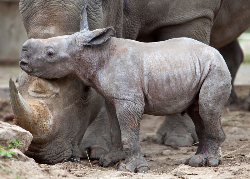 Baby rhino with mother