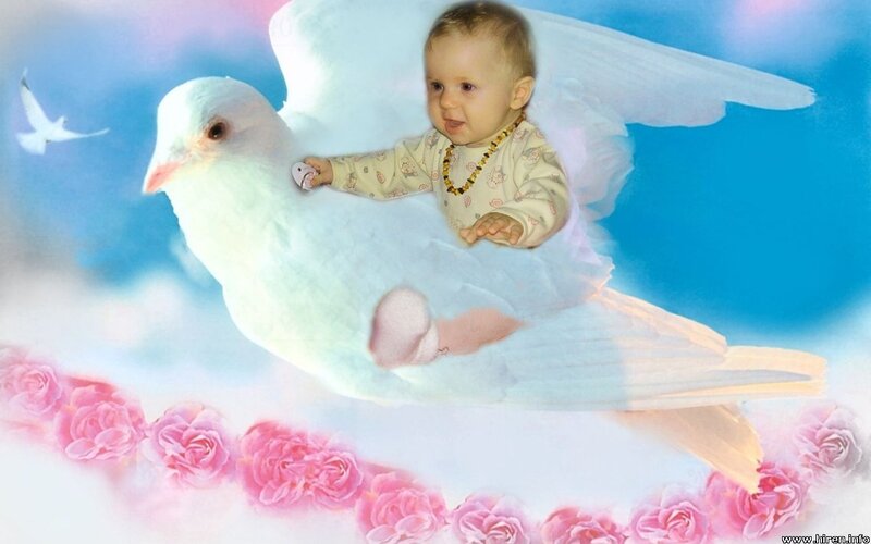 Baby Riding Dove
