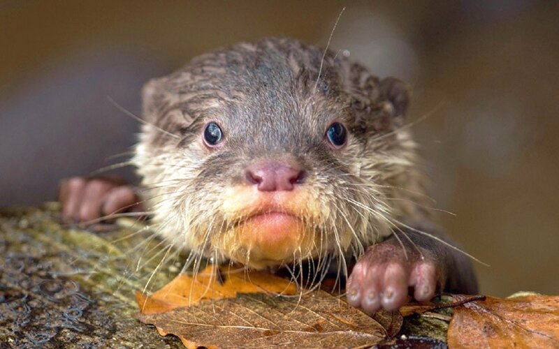 Baby River Otter — Brown