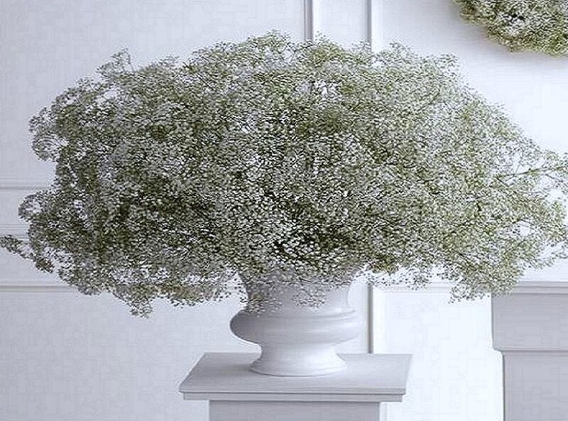 Baby's breath in a white vase