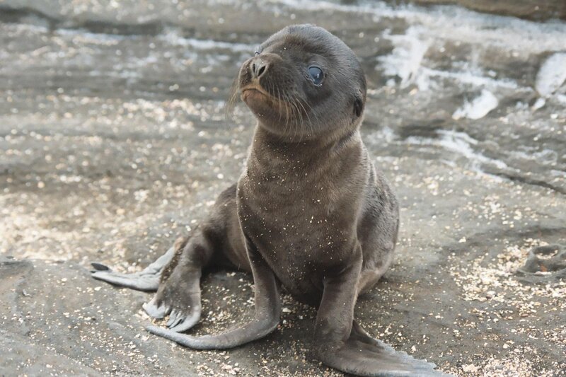 Baby sea lion on rocks