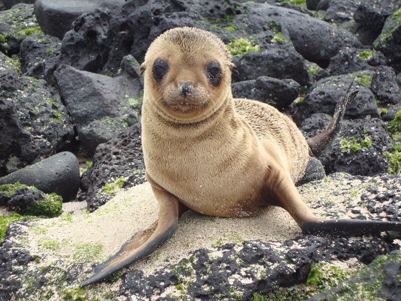 Baby sea lion on rocks