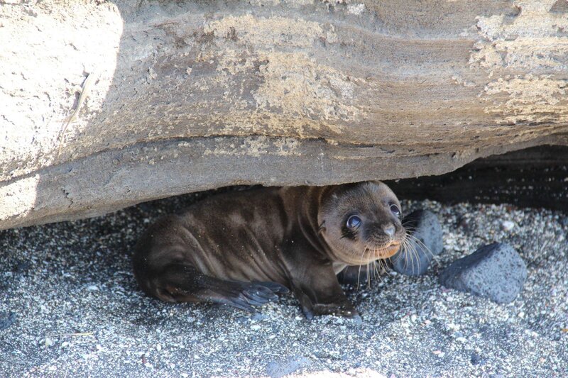 Baby Sea Lion under Rock