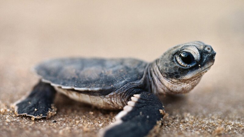 Baby Sea Turtle — Brown, Calm, Photograph, Sand, Black, Gray