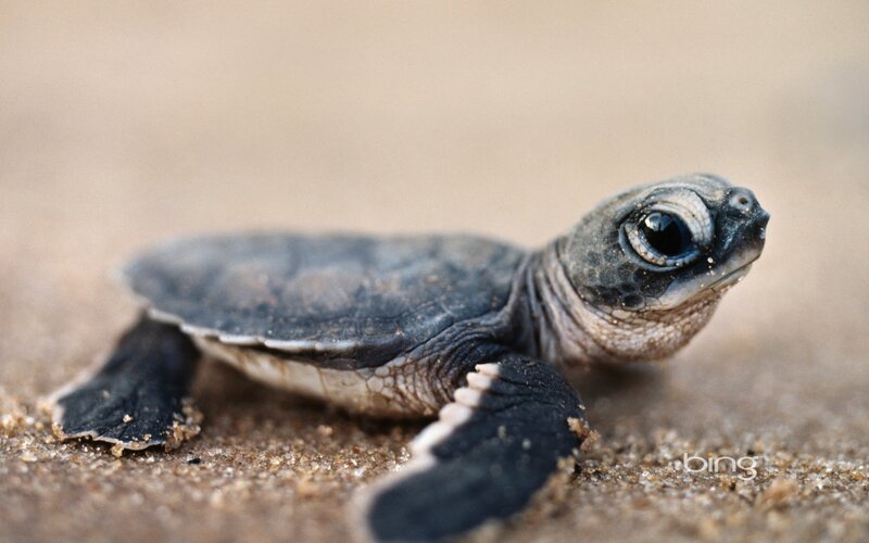 Baby Sea Turtle — Brown