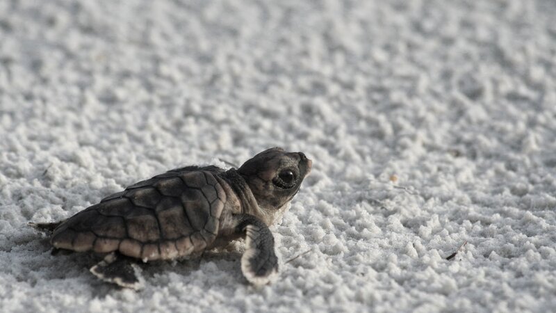 Baby Sea Turtle — Gray, Calm, Morning