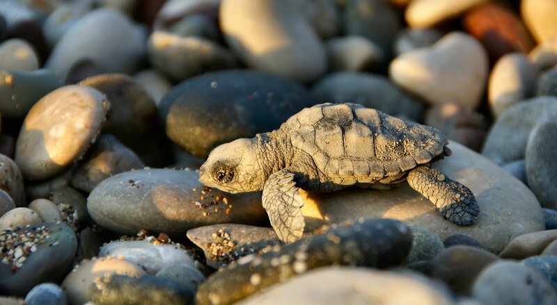 Baby Sea Turtle — Gray, Calm, Sunset