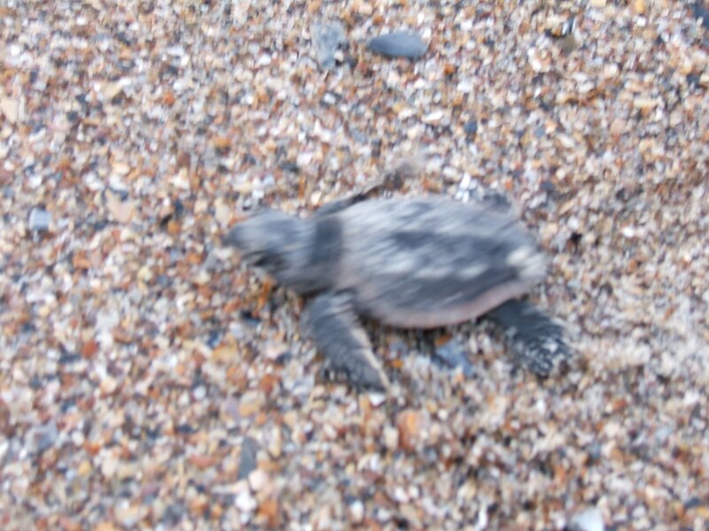 Baby Sea Turtle — Gray, Natural