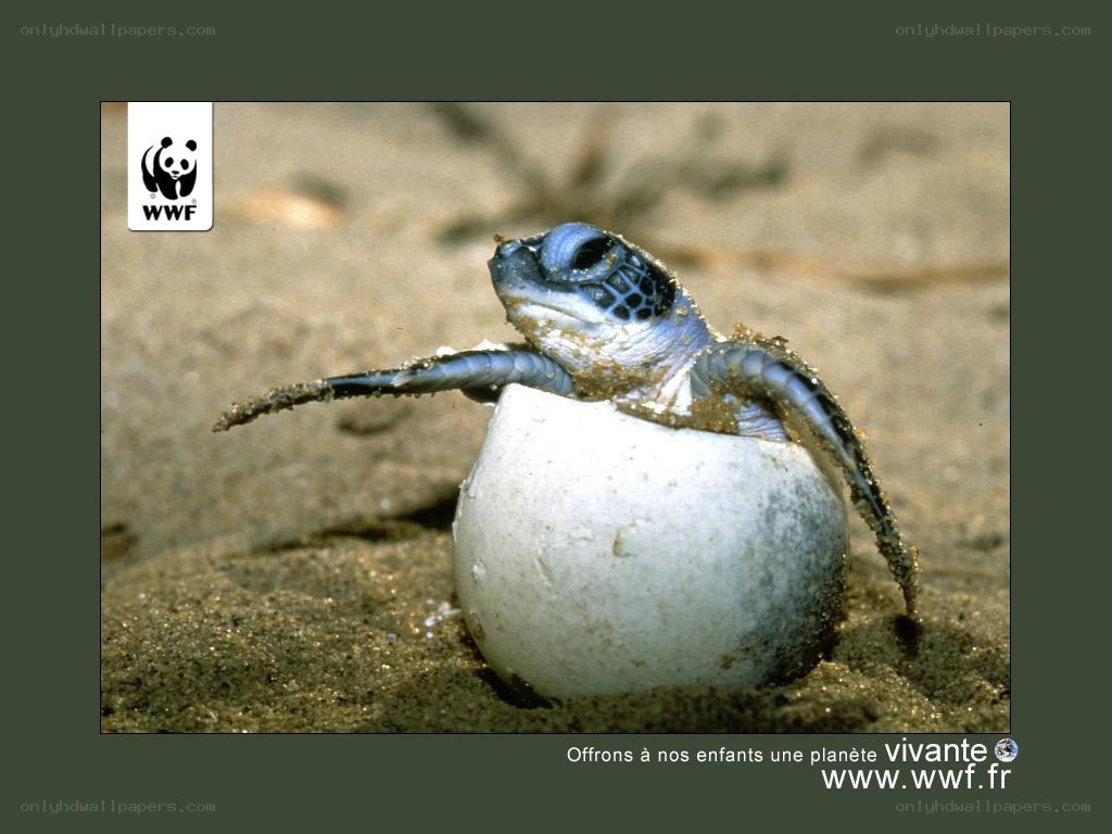 Baby sea turtle hatching