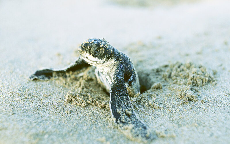 Baby sea turtle hatching