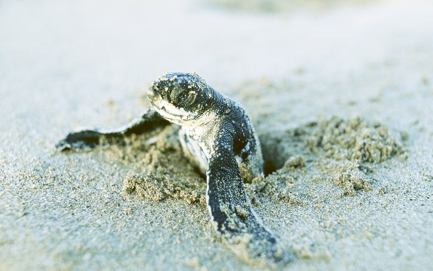 Baby sea turtle hatching