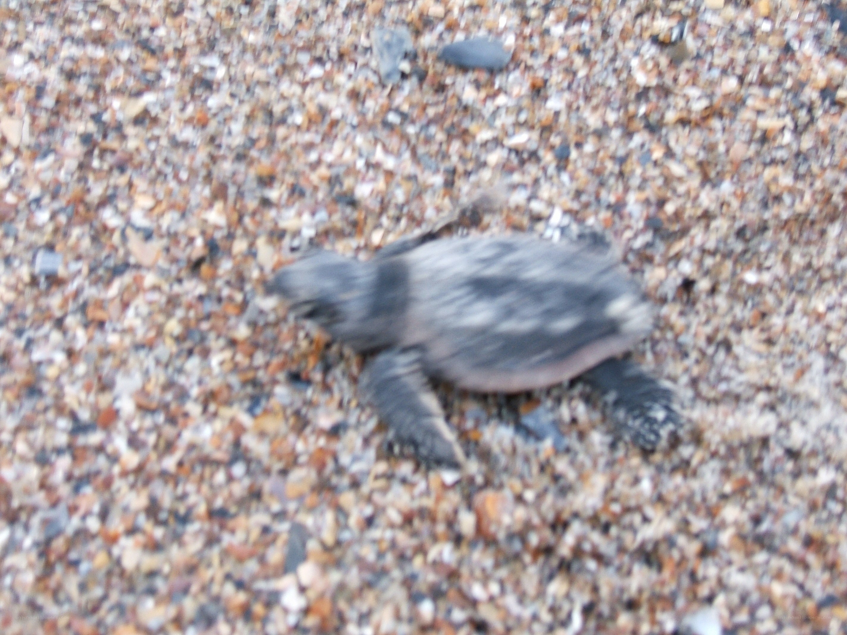 Baby sea turtle on beach