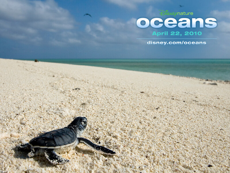 Baby sea turtle on beach