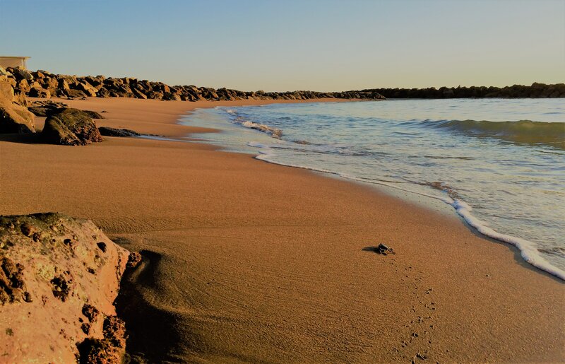 Baby Sea Turtle on Beach — Brown, Serene