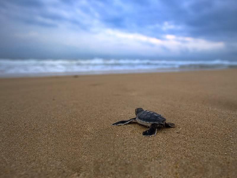 Baby Sea Turtle on Beach — Brown