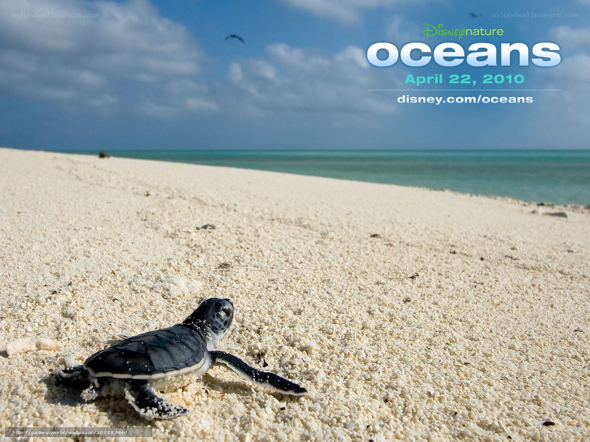 Baby sea turtle on beach