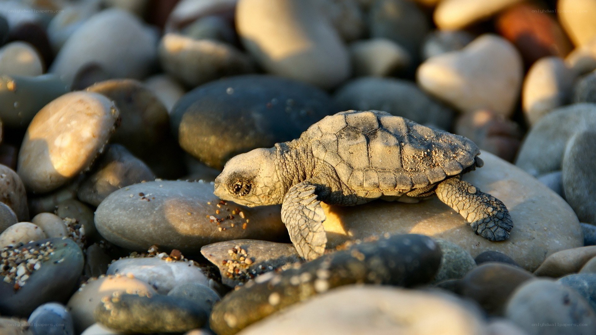 Baby sea turtle on pebbles