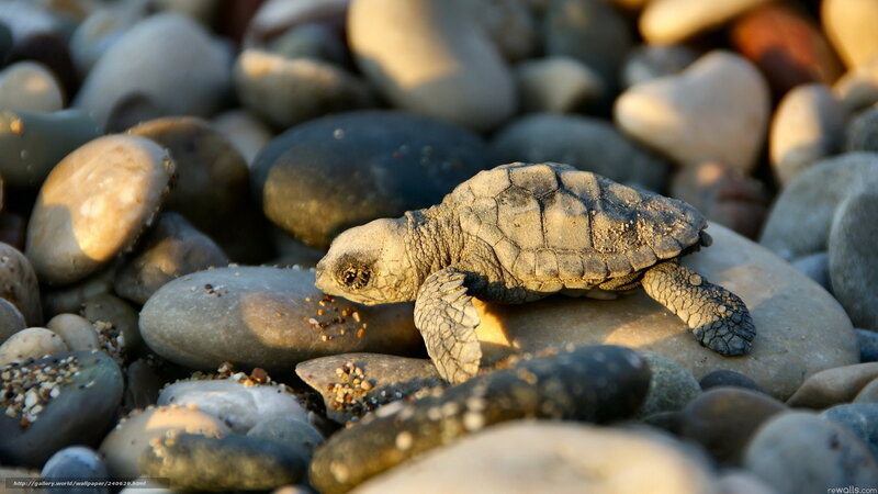 Baby sea turtle on pebbles