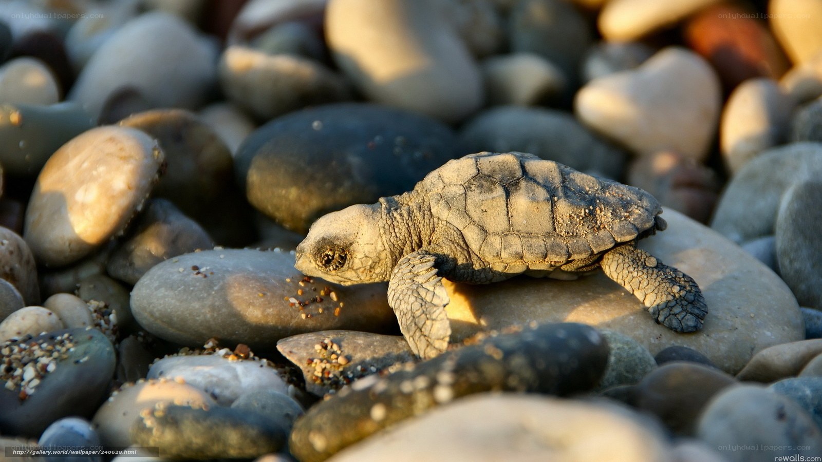 Baby sea turtle on pebbles