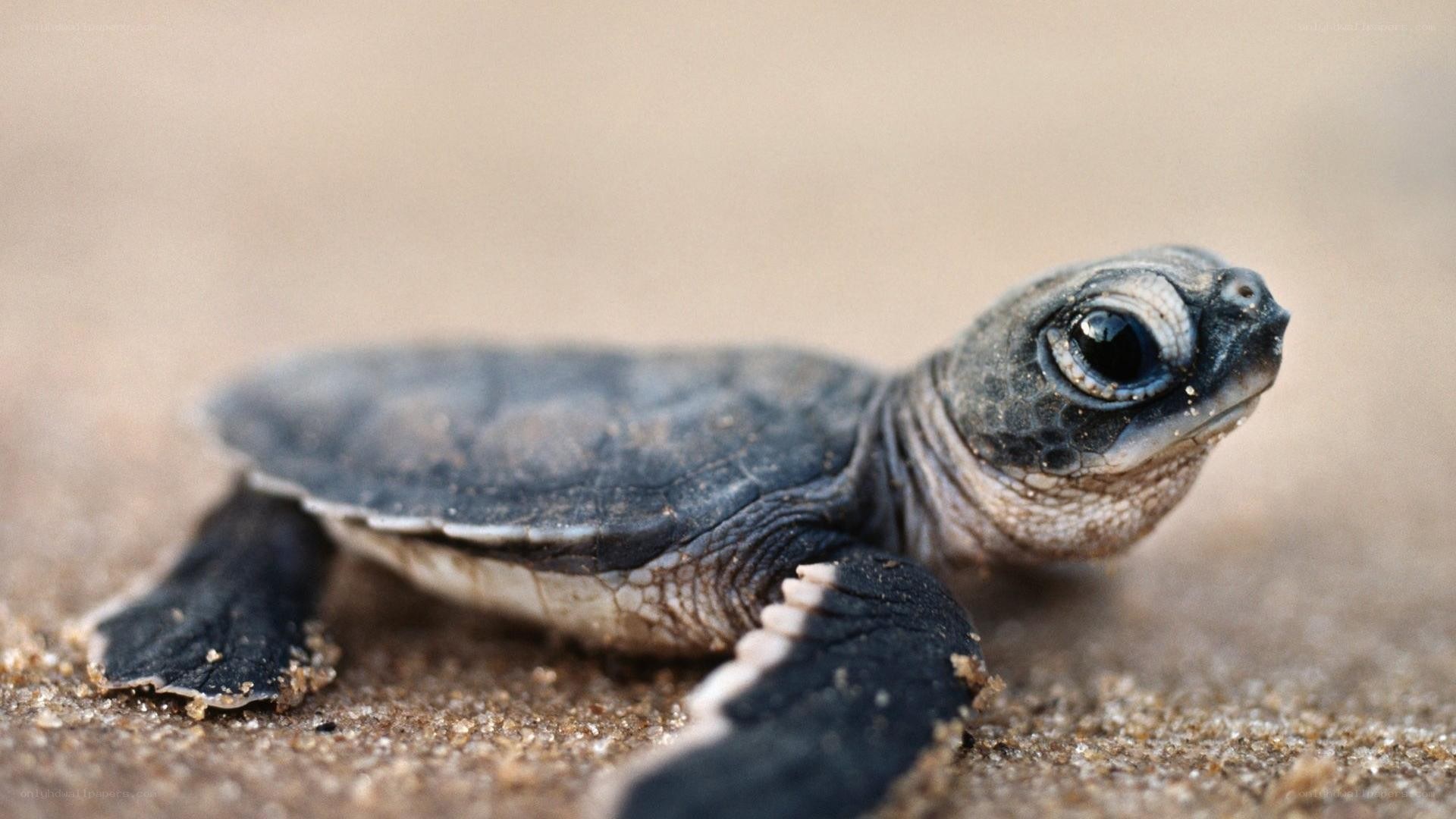Baby sea turtle on sand
