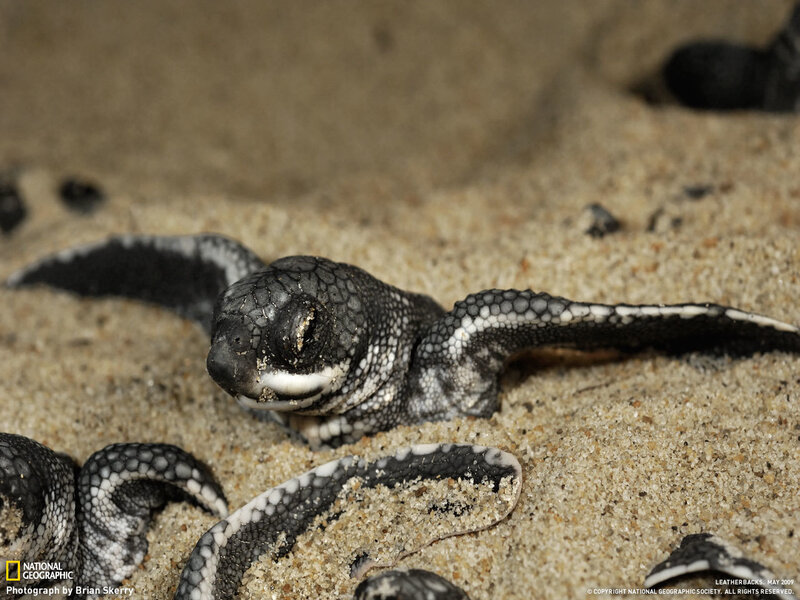Baby sea turtle on sand