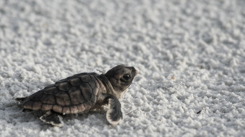 Baby sea turtle on sand