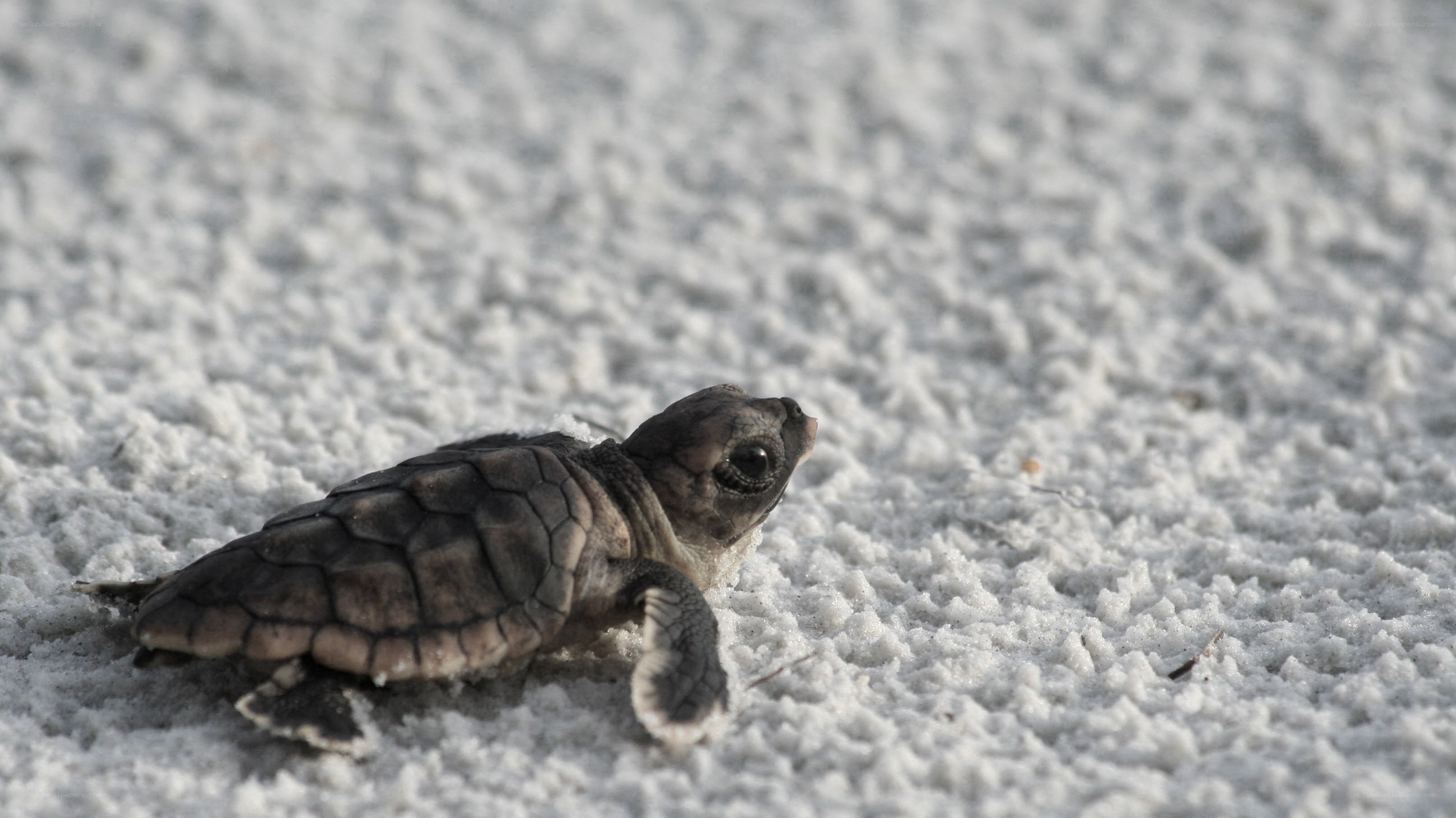 Baby sea turtle on sand