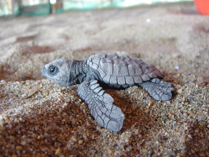 Baby sea turtle on sand
