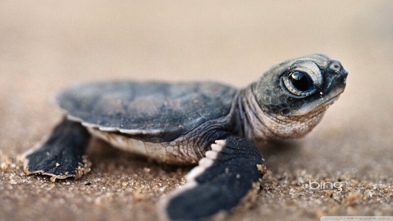 Baby sea turtle on sand