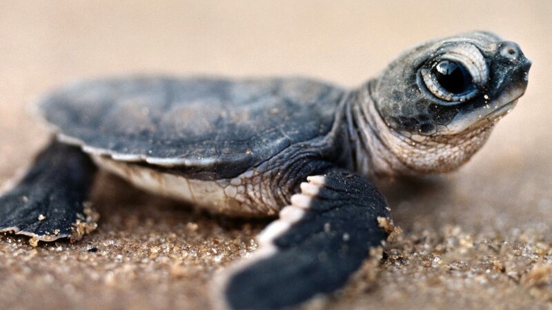 Baby sea turtle on sand