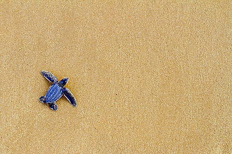 Baby Sea Turtle on Sand — Blue