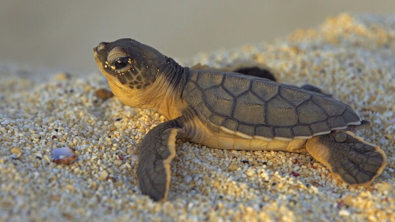 Baby Sea Turtle on Sand — Brown, Calm, Sunset, Photograph