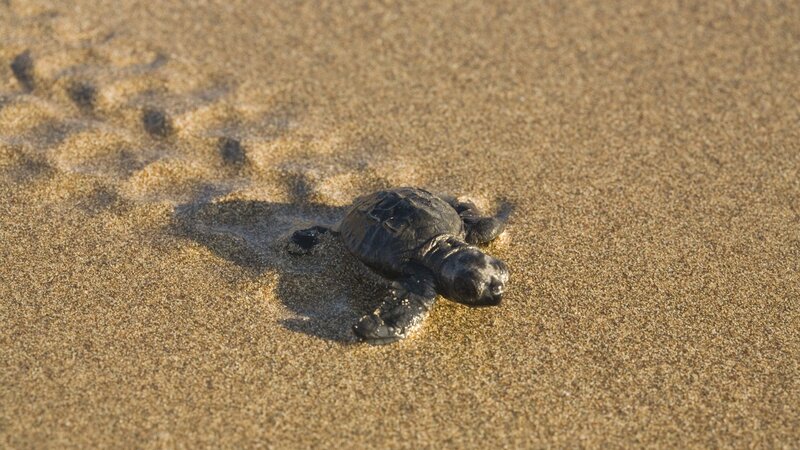 Baby Sea Turtle on Sand — Brown, Calm, Sunset