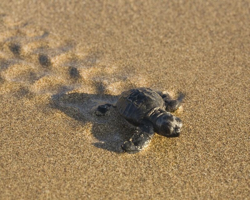 Baby Sea Turtle on Sand — Brown, Calm
