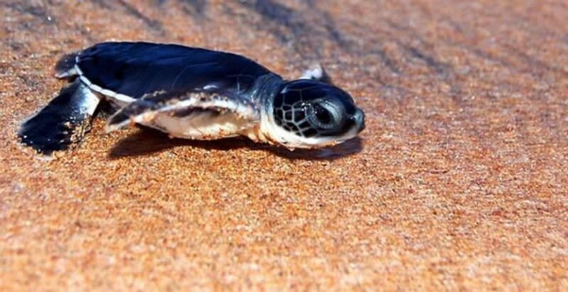 Baby Sea Turtle on Sand — Brown