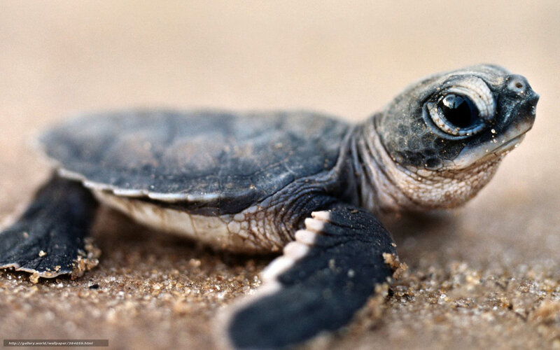 Baby Sea Turtle on Sand — Gray, Calm