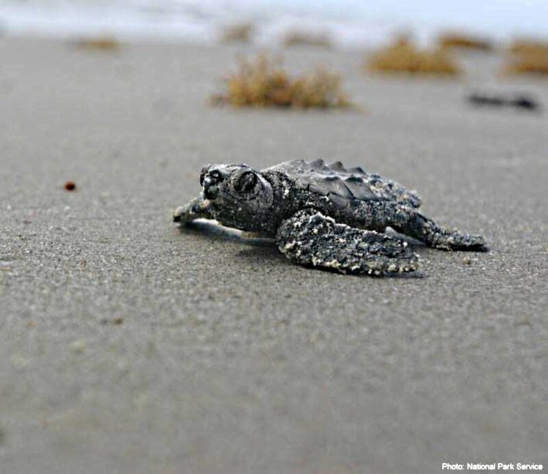 Baby Sea Turtle on Sand — Gray