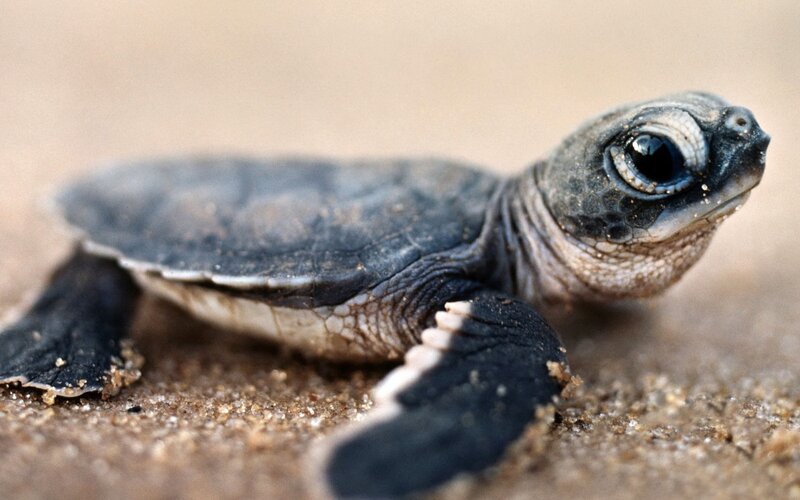 Baby sea turtle on sand